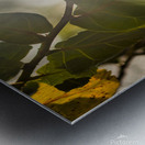 sun rays through leaves Metal print