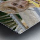 Baby Thai monkey banana Metal print