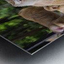 thai monkeys eating watermelon Impression metal