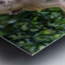 thai monkey 3 Metal print