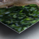 thai monkey 4 Metal print