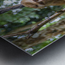 thai monkey 6 Metal print