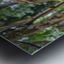 thai monkey 7 Metal print