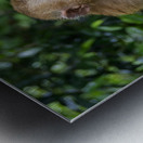 thai monkey 5 Metal print