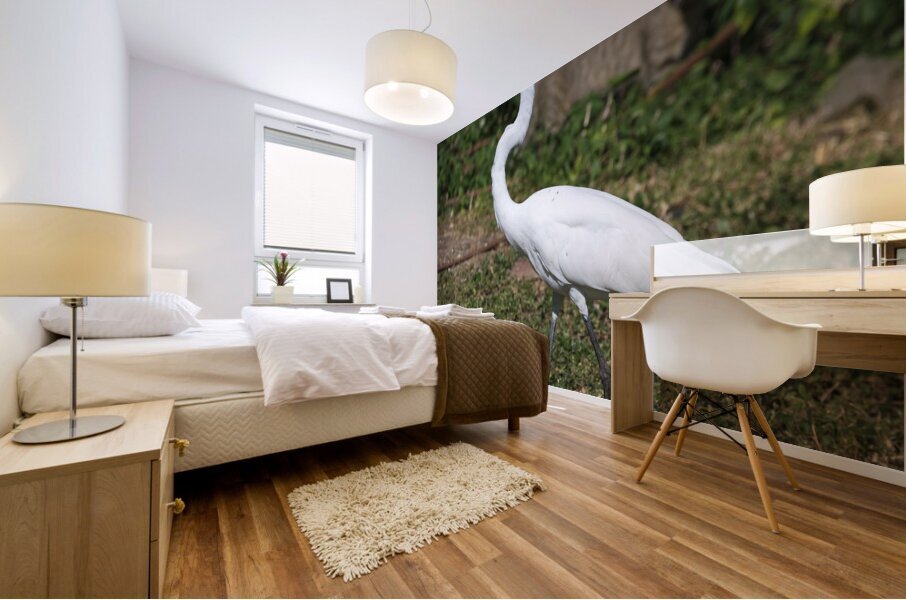 Great white Heron in Cuba Impression murale