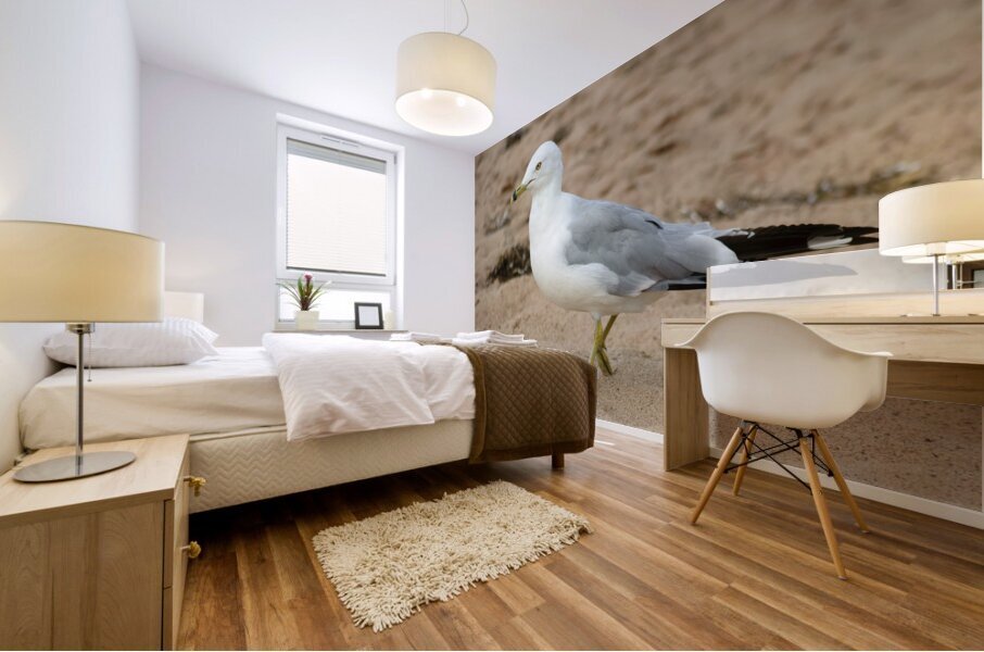 Seagull walking on beach sand Mural print