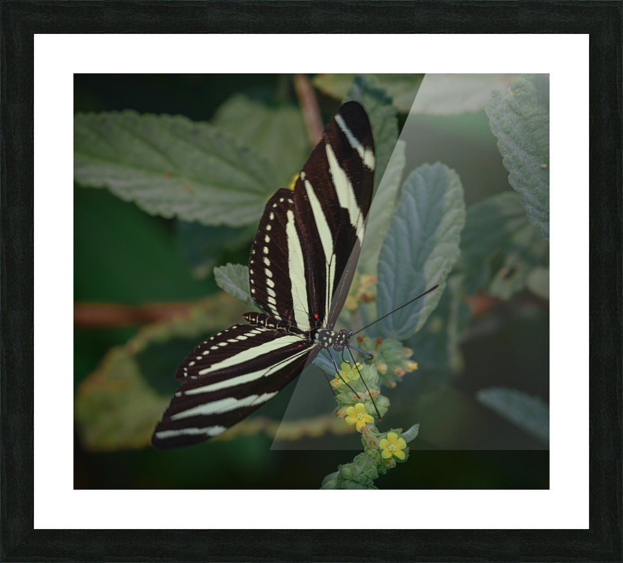 black and white butterfly Picture Frame print