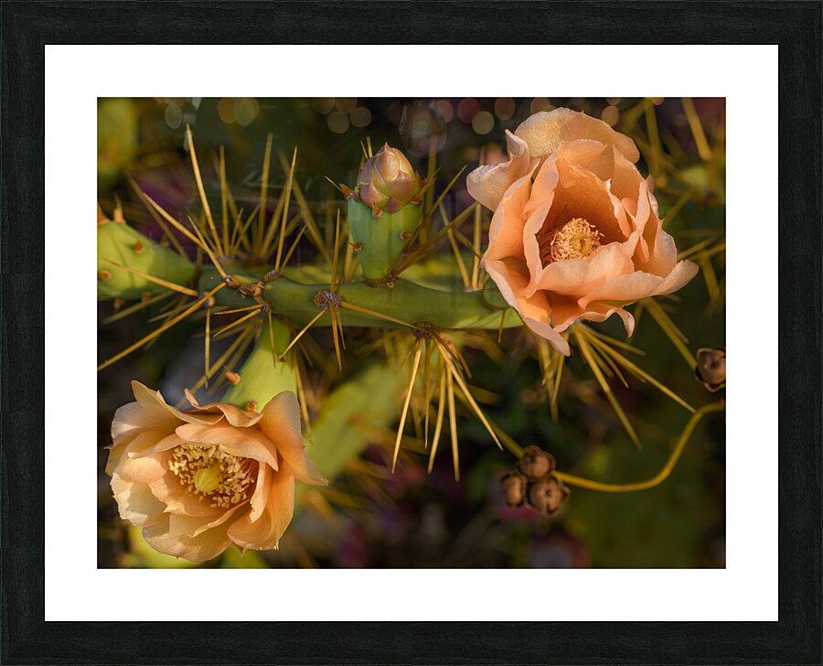 Cuban cactus flower bloom Picture Frame print