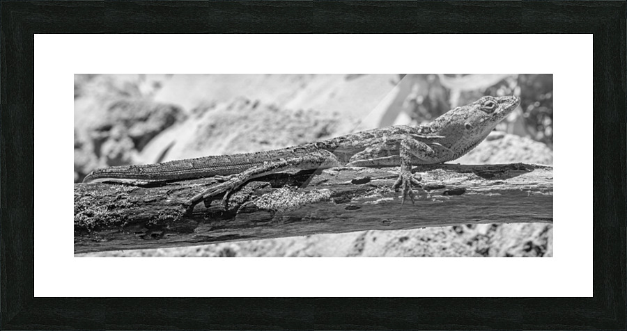 Cuban brown anole in black and white Picture Frame print