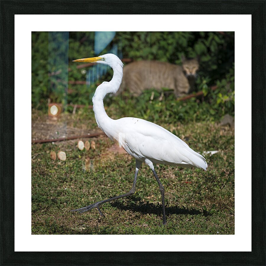 Great white Heron in Cuba Impression et Cadre photo