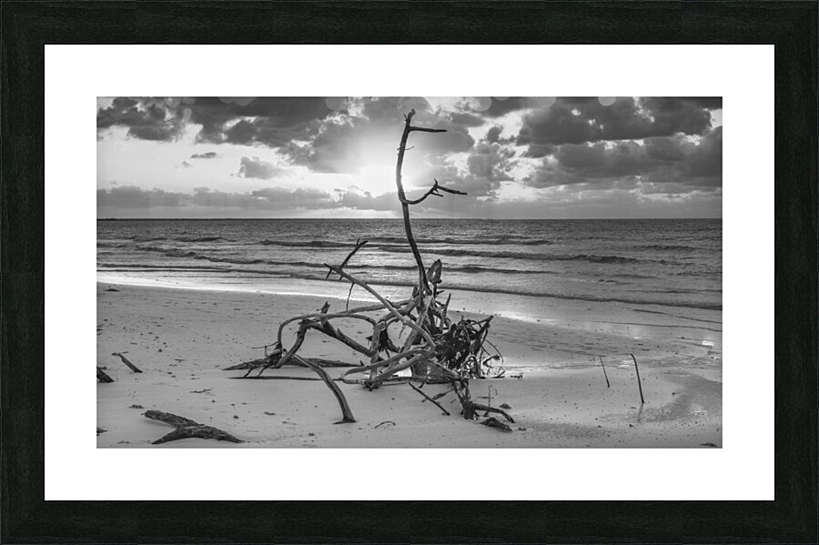 driftwood sunset bw Picture Frame print