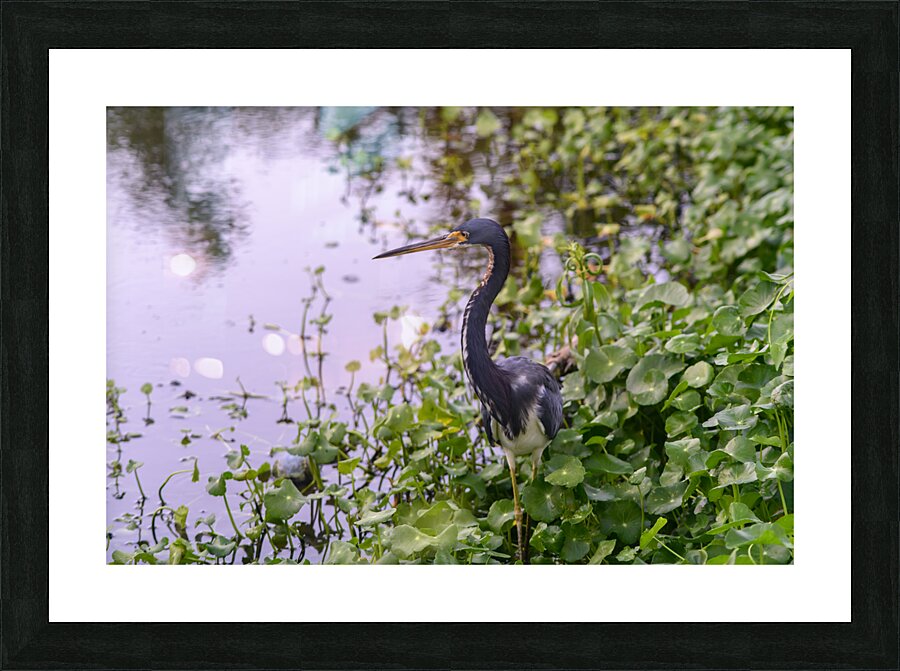 dominican black & white herring Picture Frame print