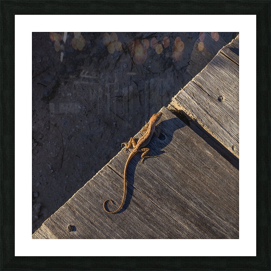Gecko Anole on boardwalk Picture Frame print
