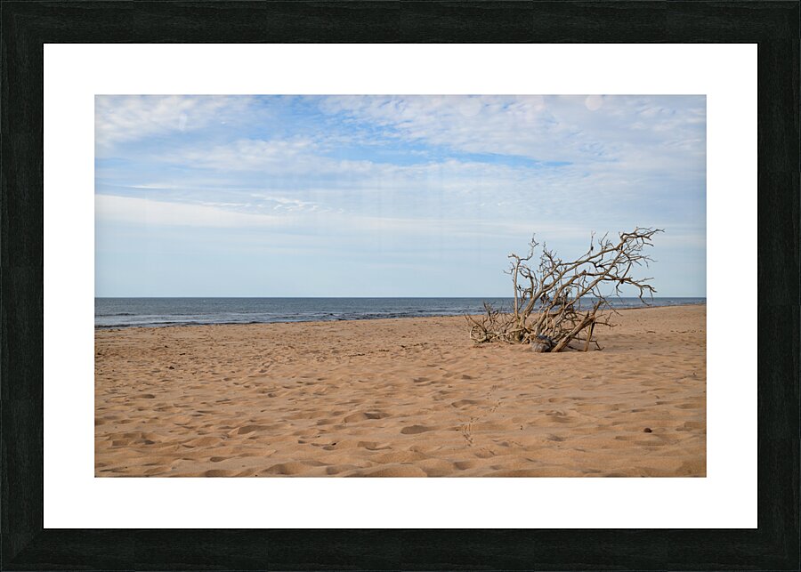 Greenwich beach driftwood art Picture Frame print