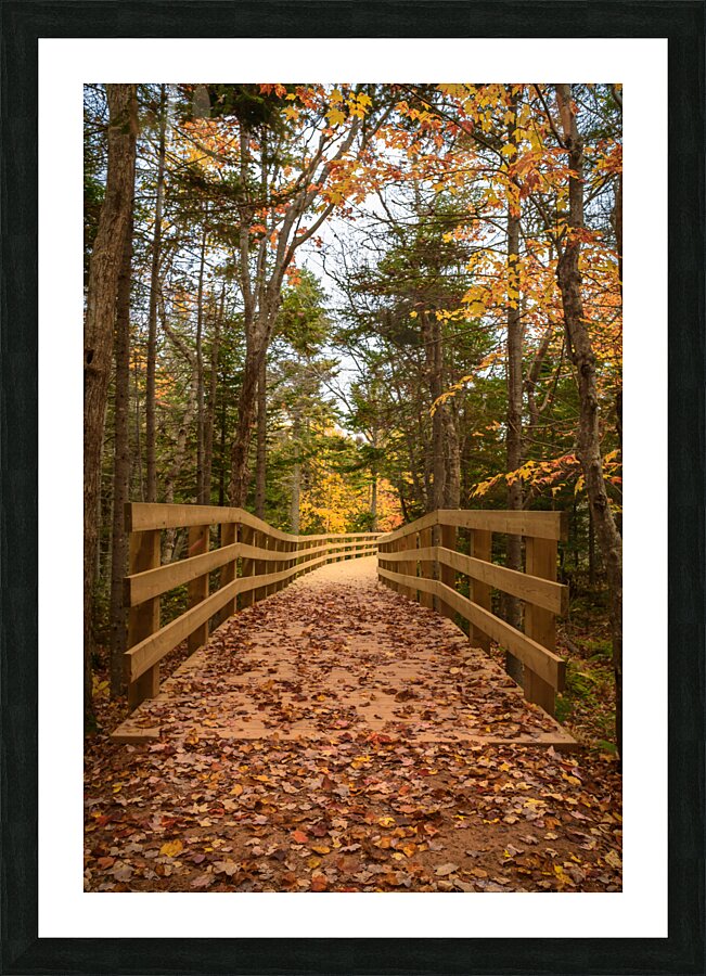 fall colours boardwalk trail Picture Frame print