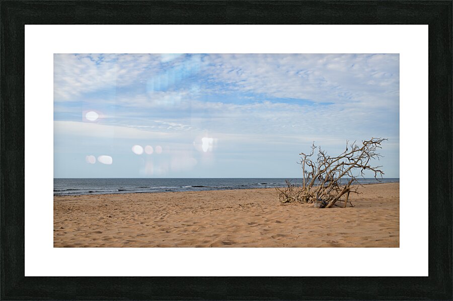 Greenwich Driftwood art 2 Picture Frame print