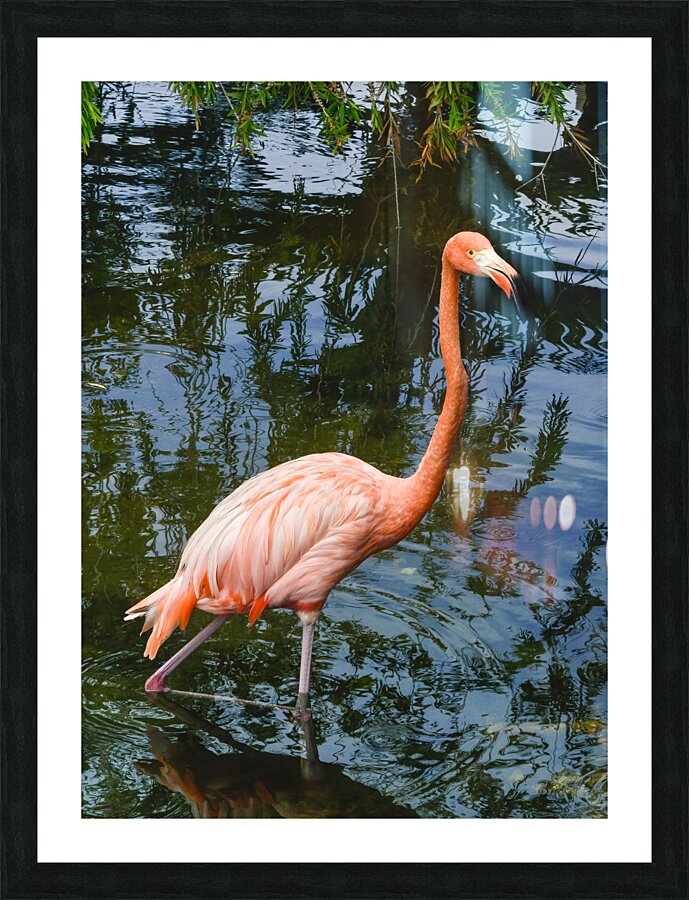 Pink flamingo in pond Picture Frame print