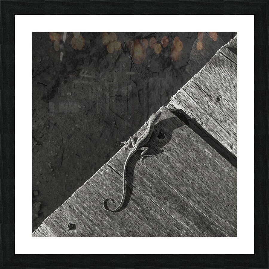 Gecko Anole on boardwalk in BW Picture Frame print