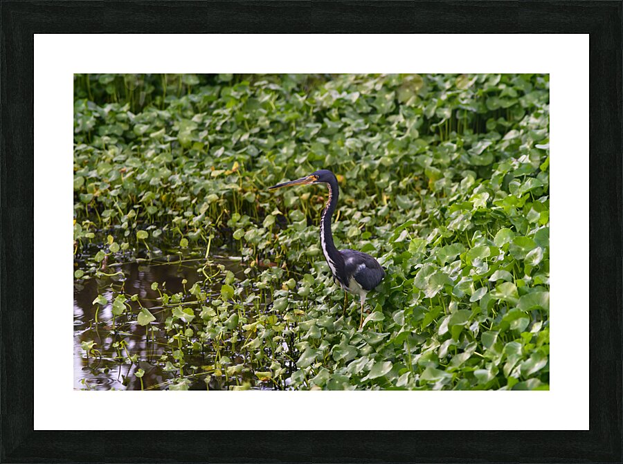 dominican black & white herring 2 Picture Frame print
