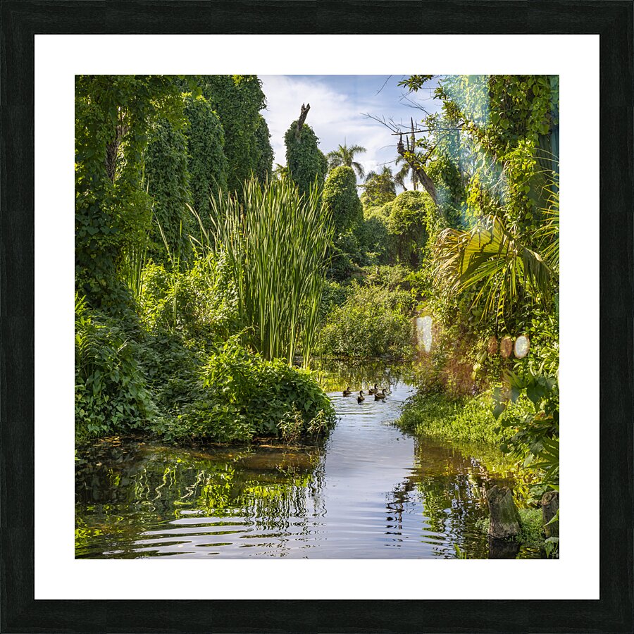 Ducks in a jungle pond Picture Frame print