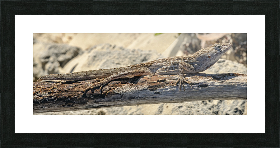 Cuban brown anole on branch Picture Frame print