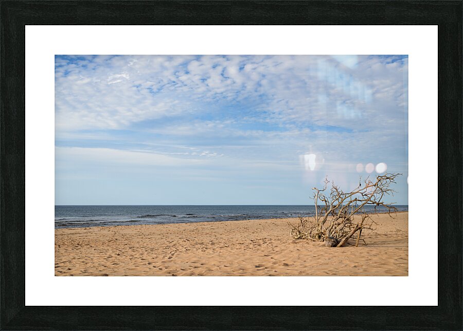 Greenwich driftwood art 3 Picture Frame print