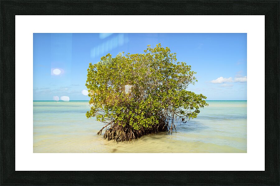 Mangrove on Cuban beach 2 Impression et Cadre photo