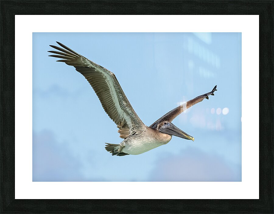 Pelican Cuban - 9 Picture Frame print