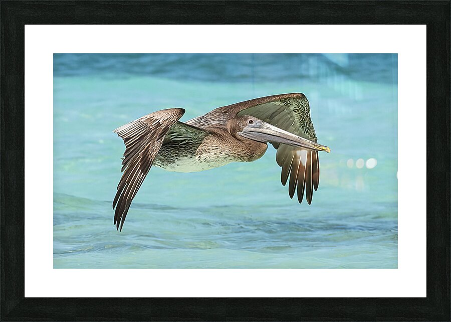 Pelican Cuban 11 Picture Frame print