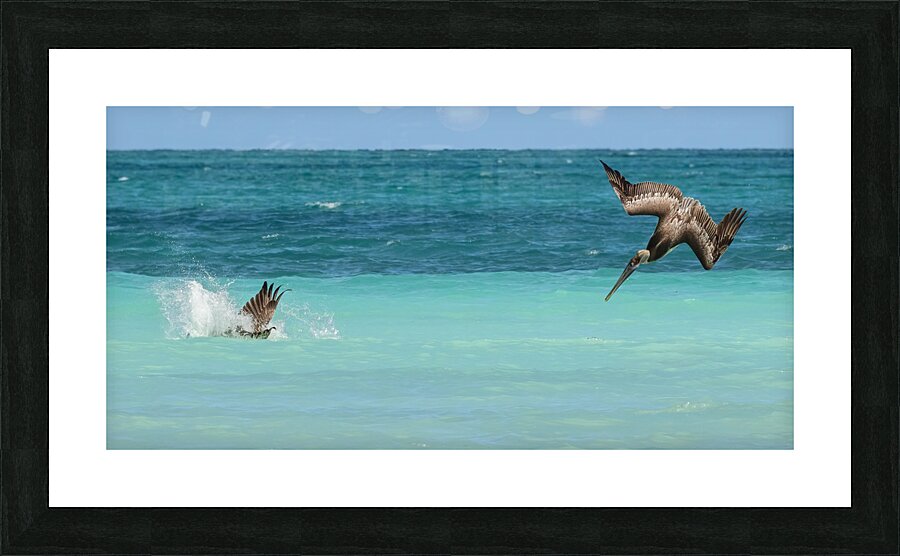 Cuban Pelican Dive 3 Picture Frame print