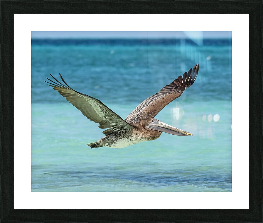 Pelican Cuban - 10 Picture Frame print