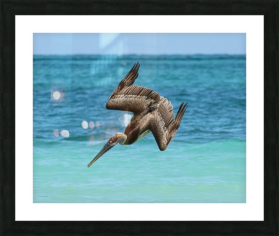 Pelican Cuban 14 Picture Frame print