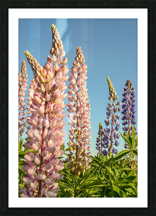 Colourful Lupins in bloom Picture Frame print