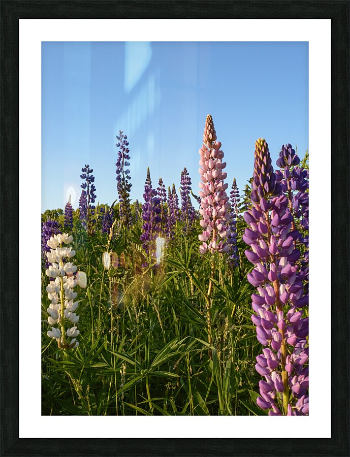 Colourful Lupins in Bloom 4 Picture Frame print