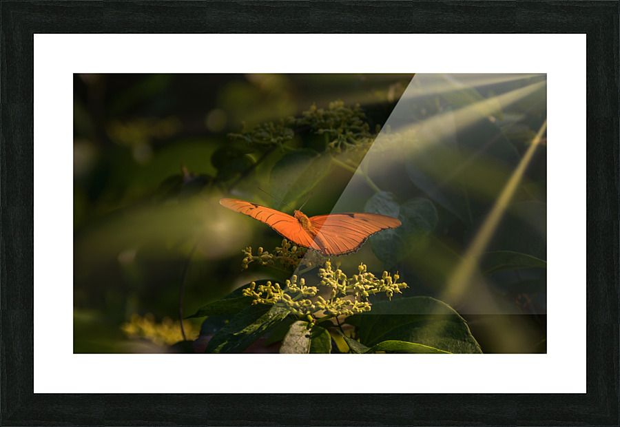 orange butterfly sunrays Picture Frame print