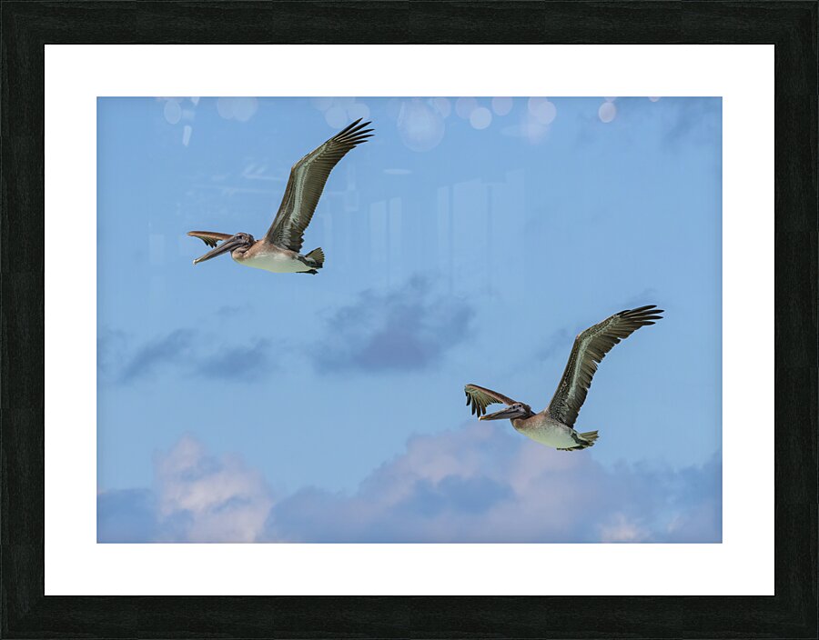 Two Cuban Pelicans in flight 2 Picture Frame print