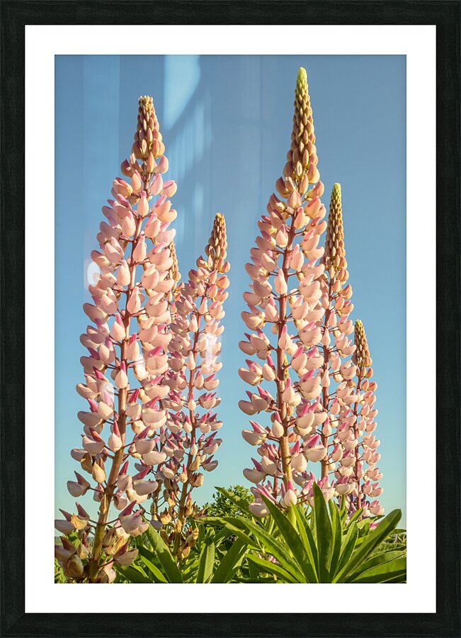 Colourful Lupins in Bloom 2 Picture Frame print