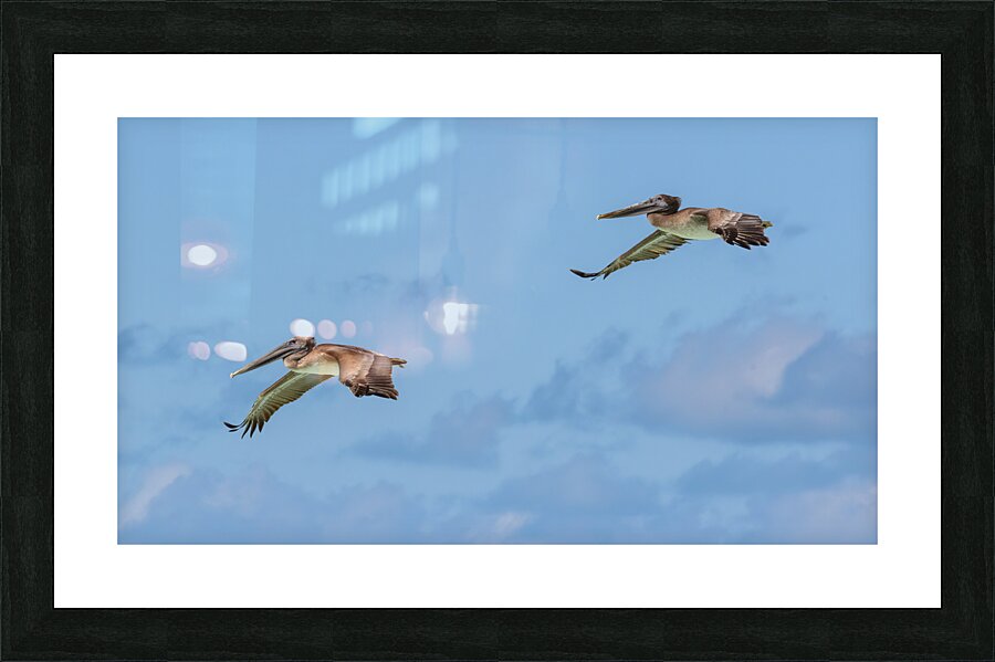 Two Cuban pelican in flight Picture Frame print