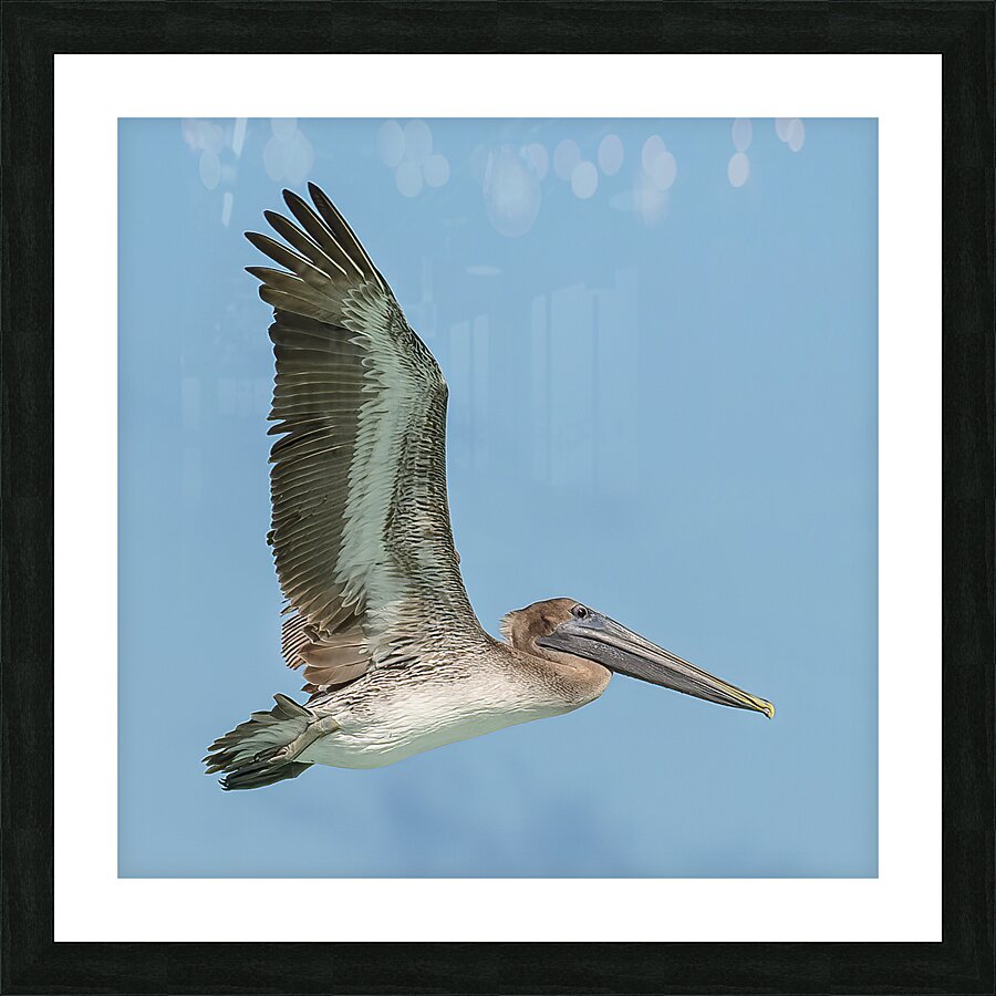 Pelican Cuban 15 Picture Frame print