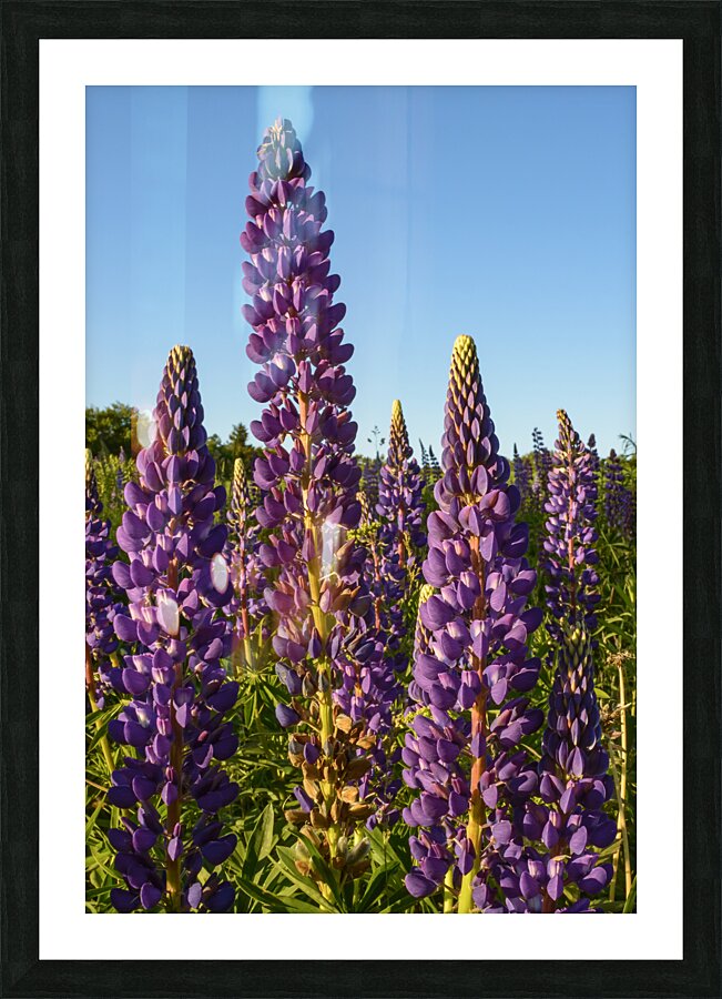 Colourful Lupins in Bloom 3 Picture Frame print