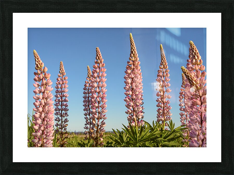 Colourful Lupins in Bloom 5 Picture Frame print