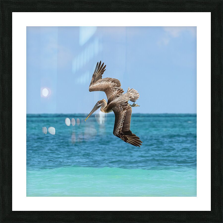 Pelican Cuban 6 Picture Frame print