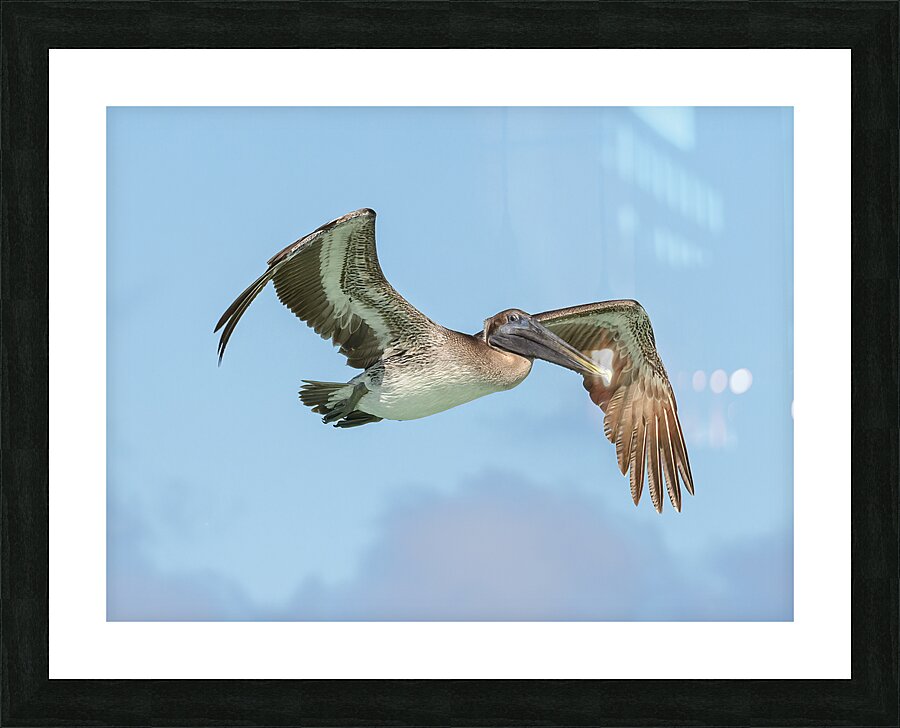 Pelican cuban - 8 Picture Frame print