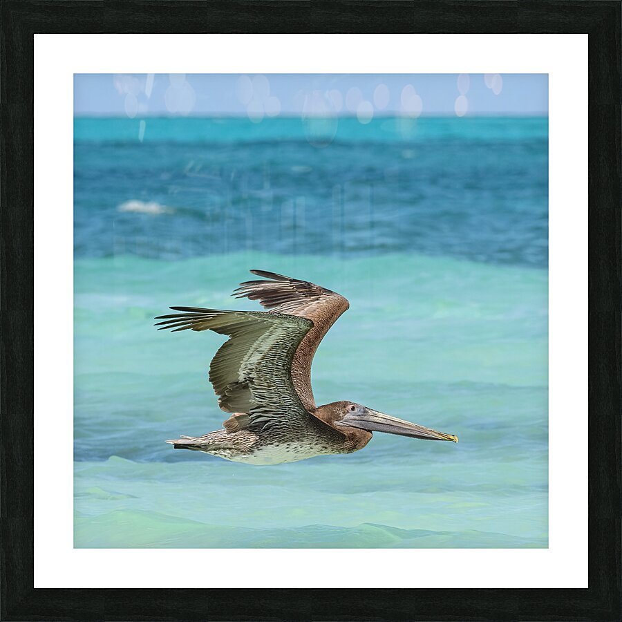 Pelican Cuban 7 Picture Frame print