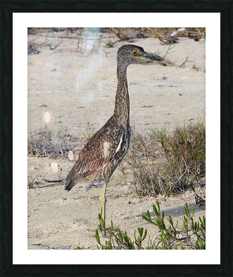 Small long leg cuban bird Picture Frame print