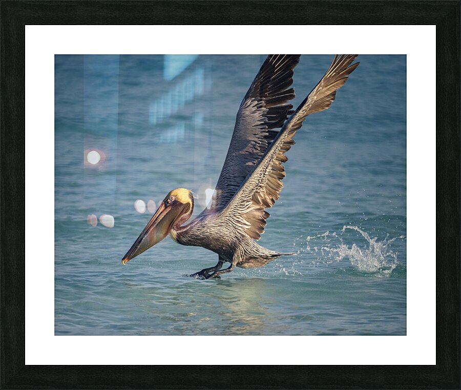 Cuban pelican splash Impression et Cadre photo