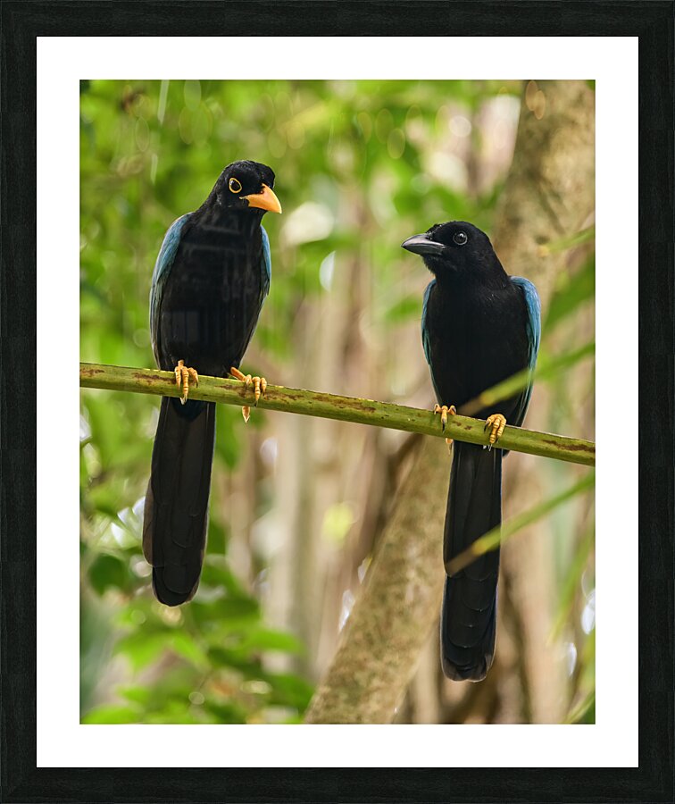 Two Yucatan Blue Jays Picture Frame print