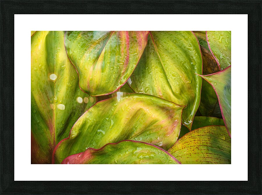 Wet Jungle Leaves closeup Picture Frame print