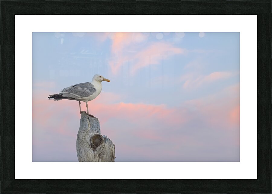Seagull beautiful sky Picture Frame print