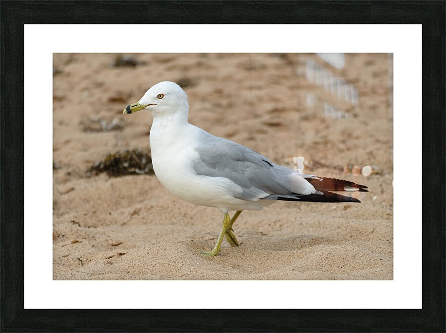 Seagull walking on beach sand Picture Frame print